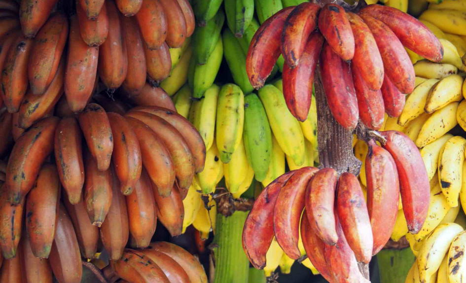 red banana